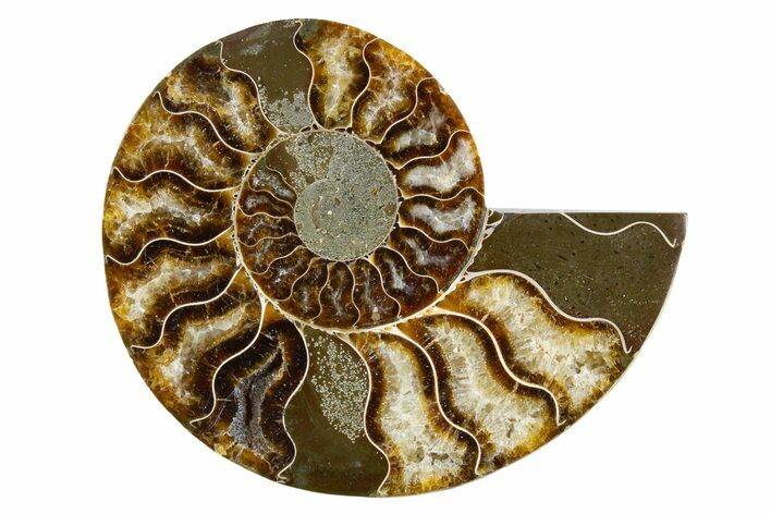Cut & Polished Ammonite Fossil (Half) - Madagascar #346001